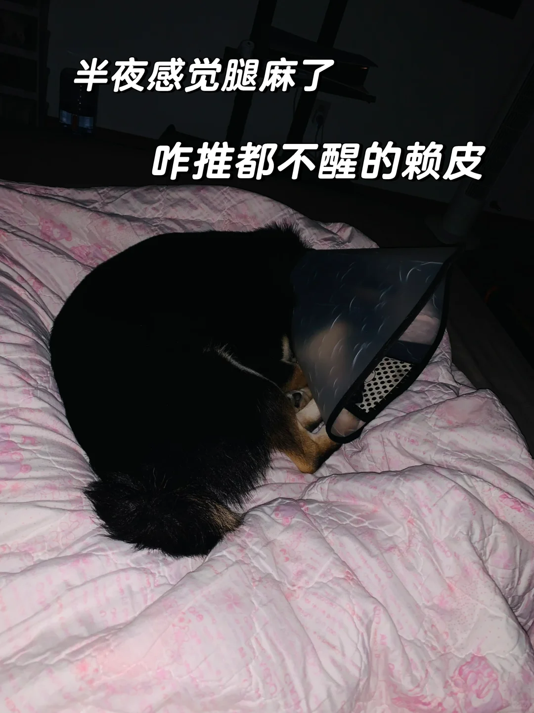 白天卖惨晚上明抢
