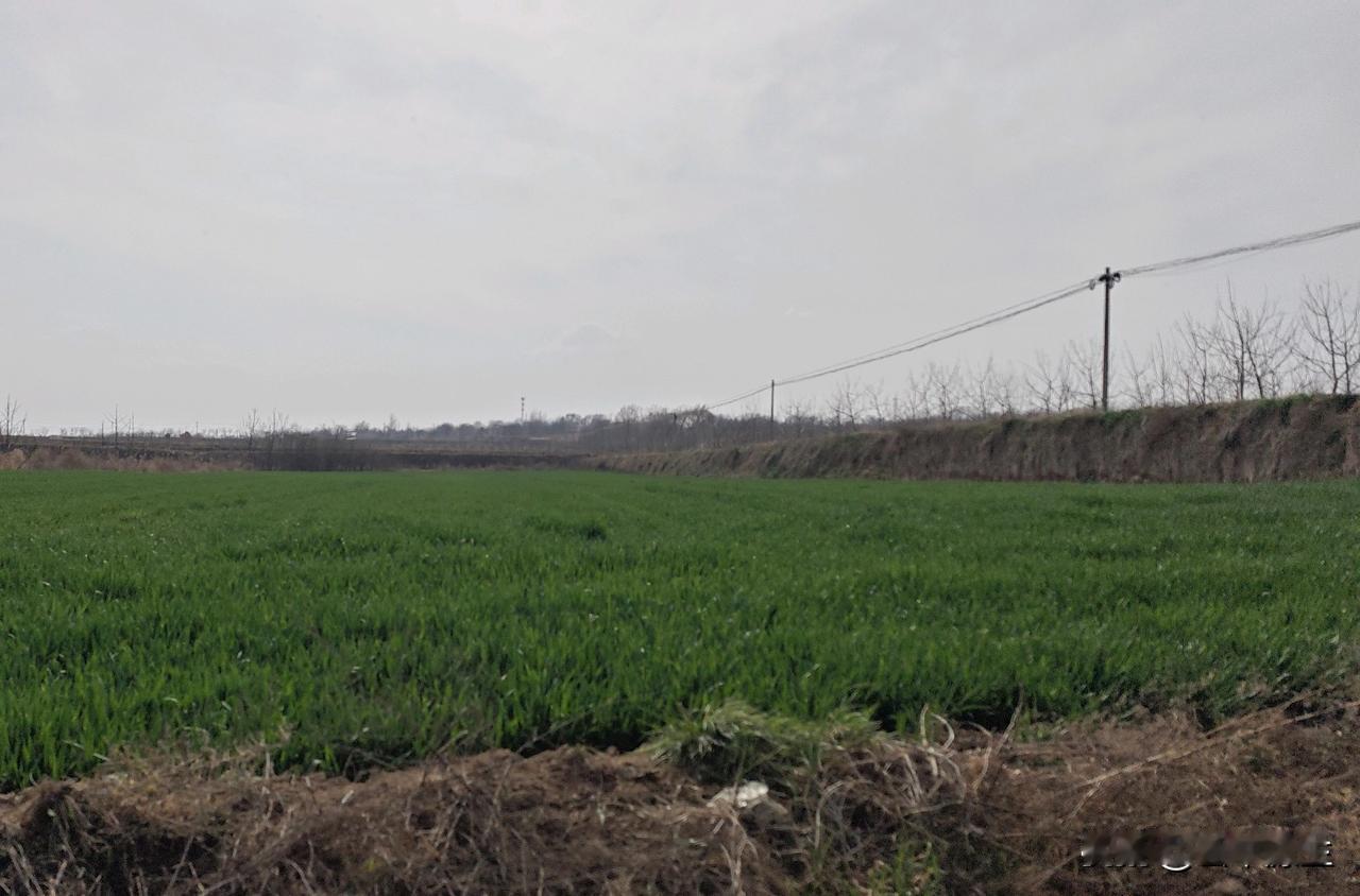 春季尝鲜正当时！这几种养生野菜，适合老年人安心吃，养身又润燥
 
春风送暖，万物