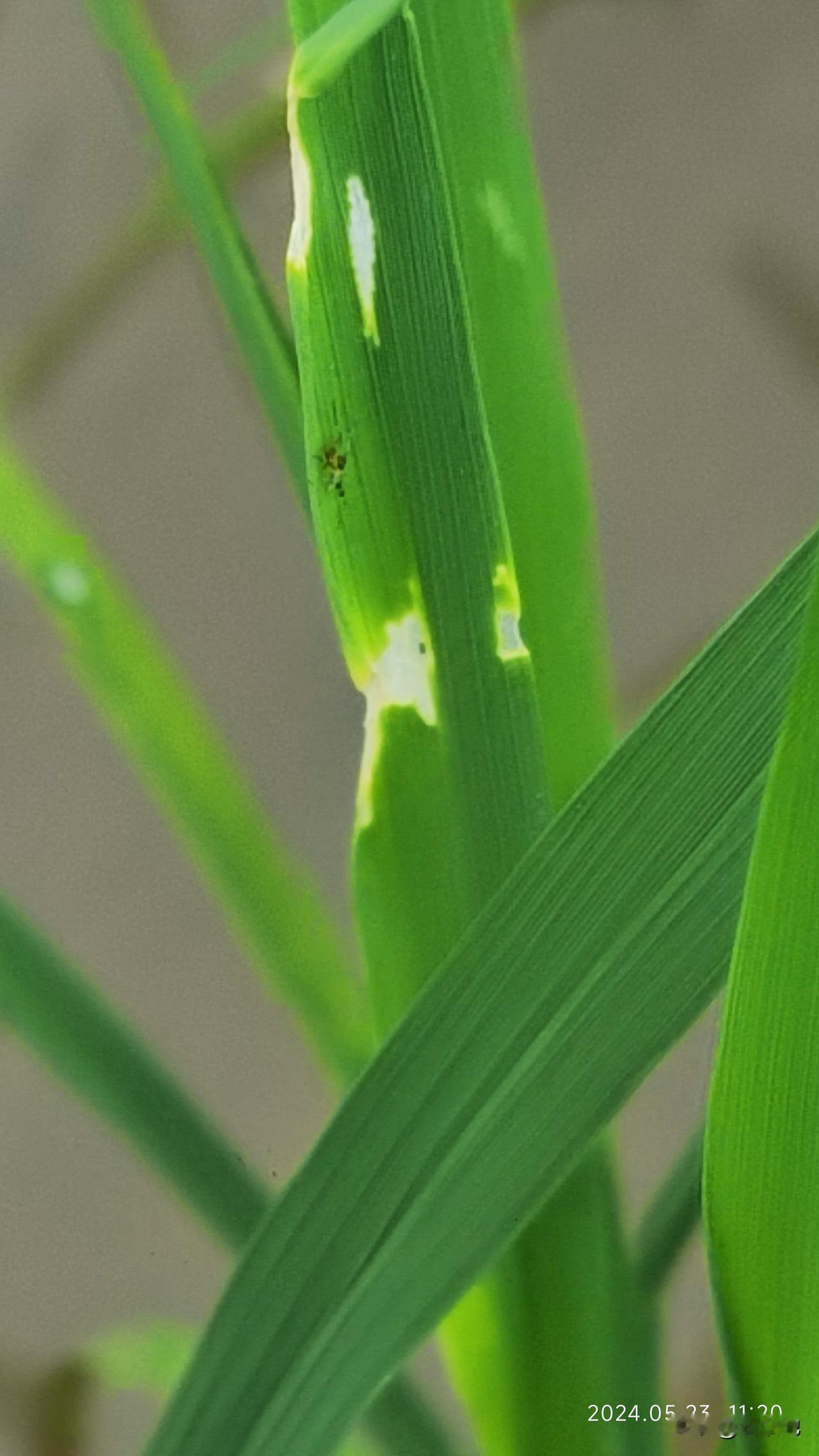 【科学种植】稻秆潜蝇为害趋重，在田间观察到叶片白斑有椭圆形或长条形小裂缝的要注意