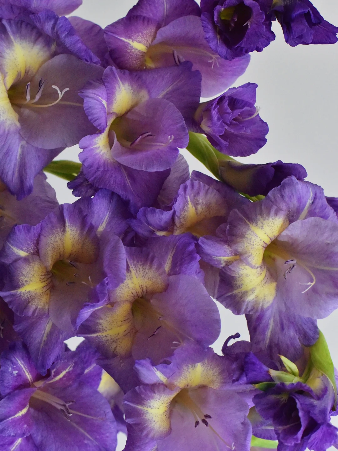 剑兰·蓝色多瑙河