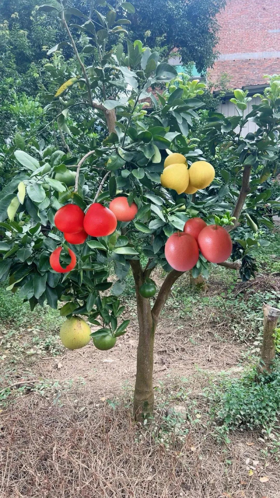 杂交，动物和植物进化的优良结果。

马和驴杂交，会生出骡子，骡子干活最有劲，不知
