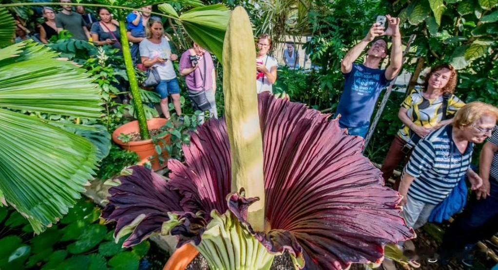 世界最臭花 “泰坦魔芋” 在多特蒙德被盗

据德国媒体报道，绰号 “大卫” 的泰