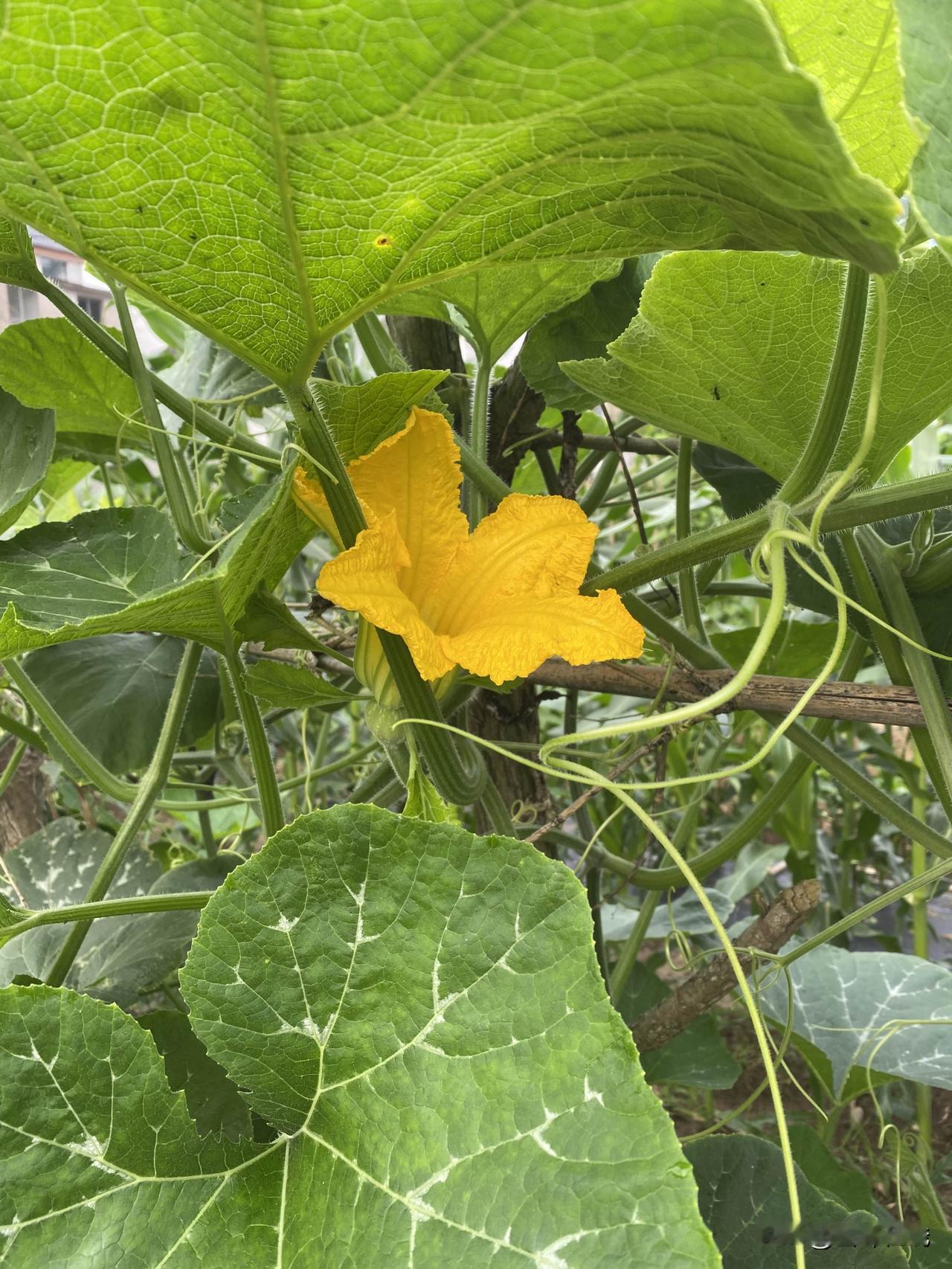 相册里的花花草草绿叶掩映间，黄花笑语生。