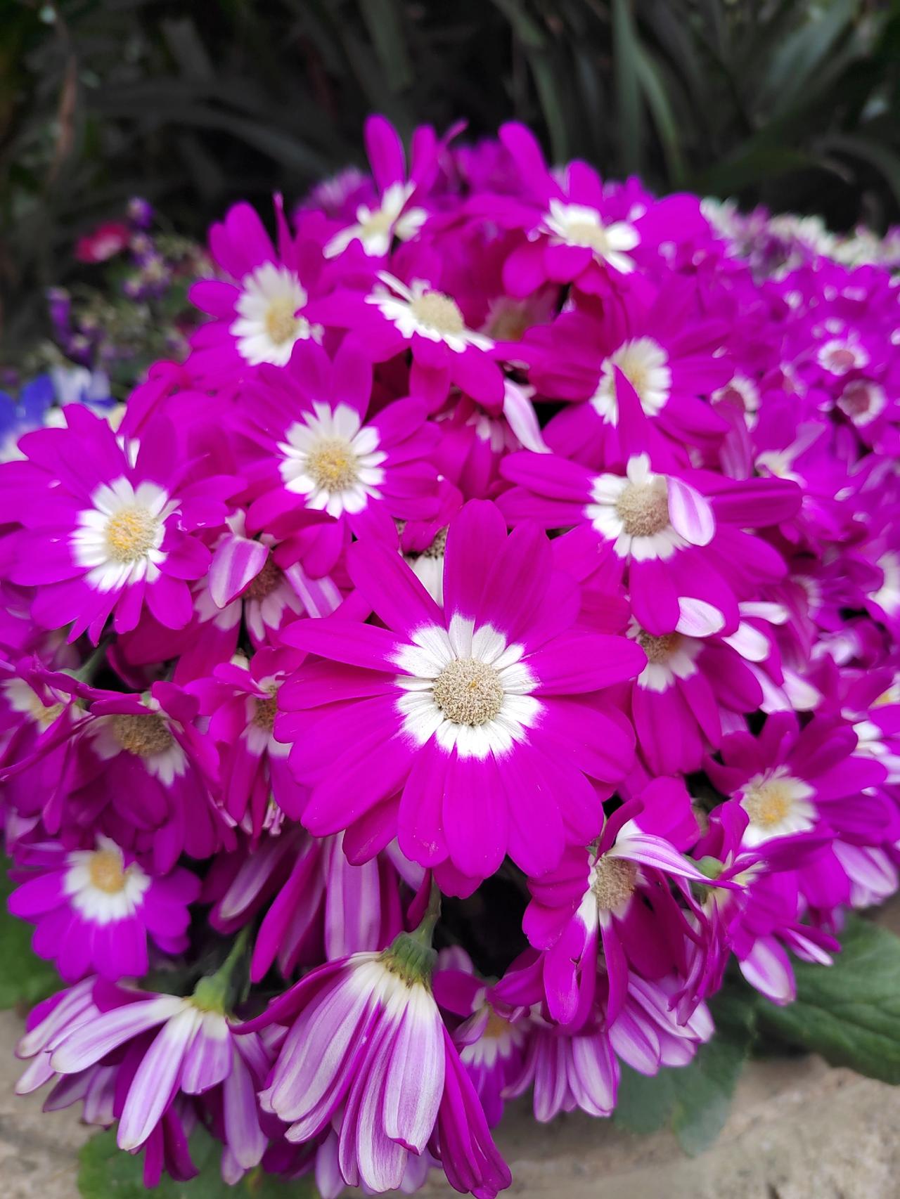 我爱花花草草