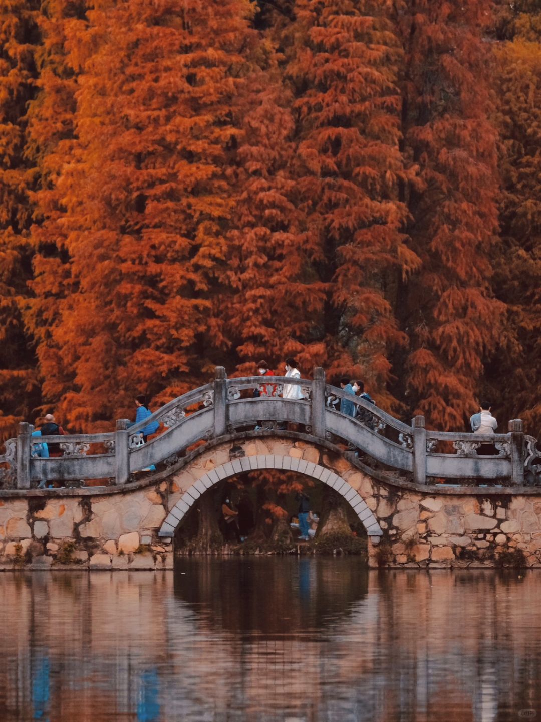 接下来的落羽杉🌲将会成为广州秋冬氛围主题