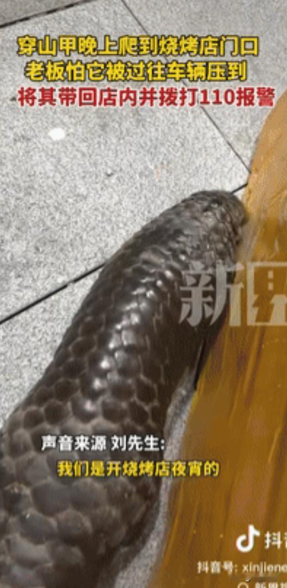“这可太刑了！”江西景德镇，一烧烤店老板突然看到门外有东西在爬，女店主还以为是只