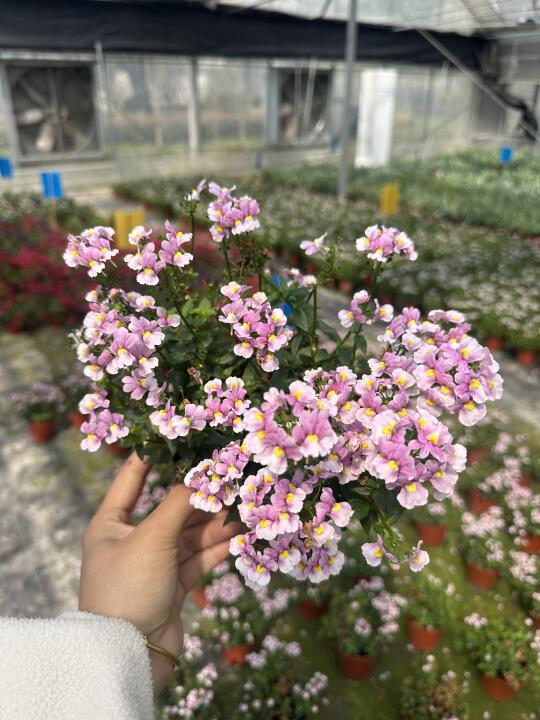 龙面花🉑️线下自提