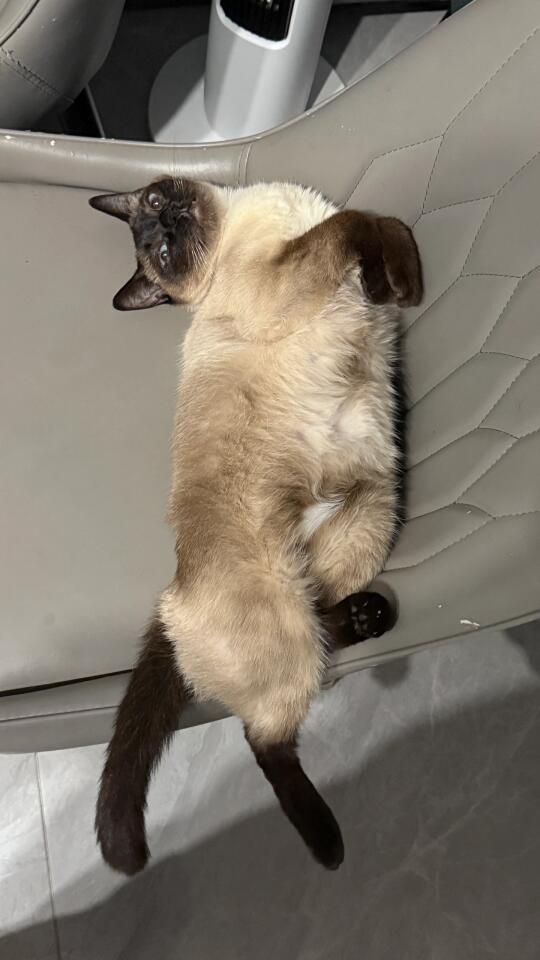 看看你们的猫条