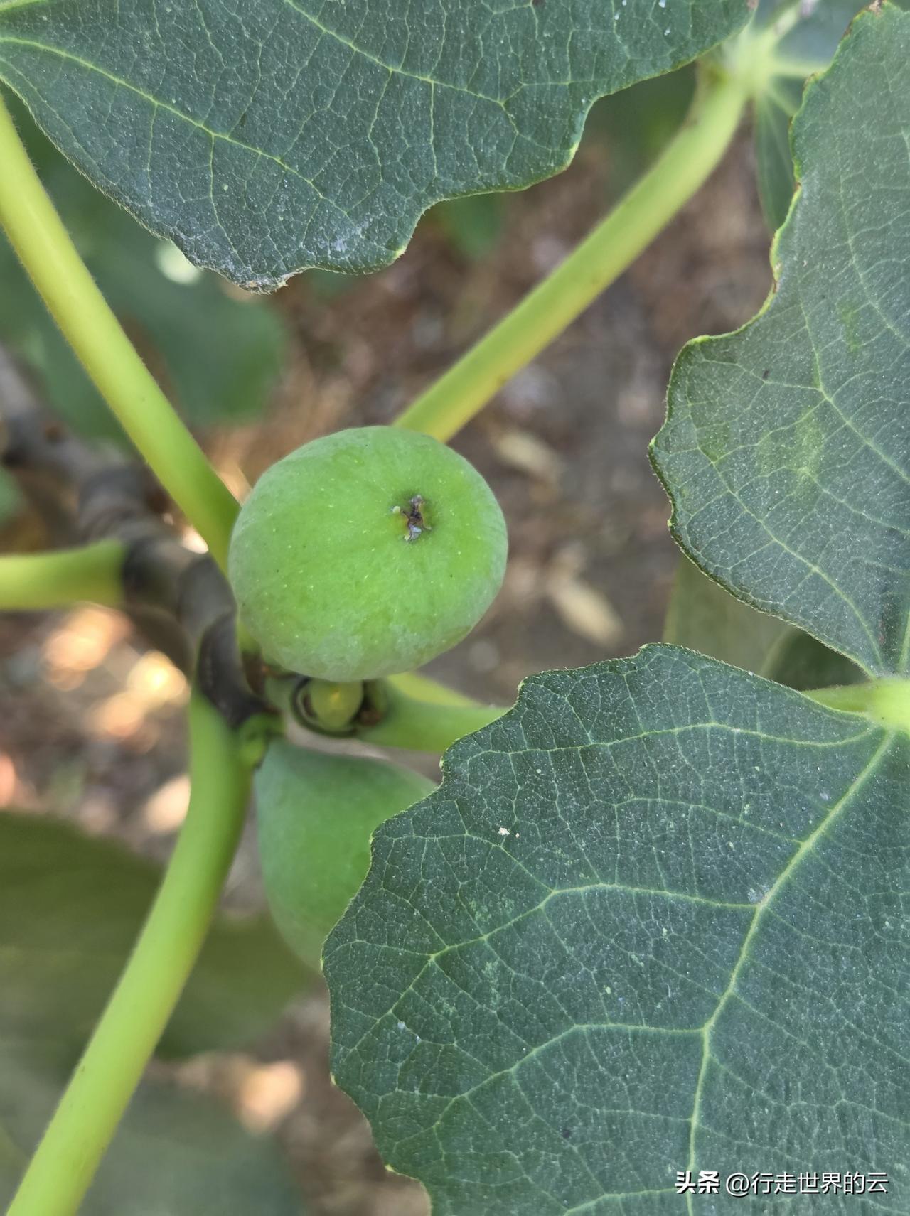 这是无花果吗？