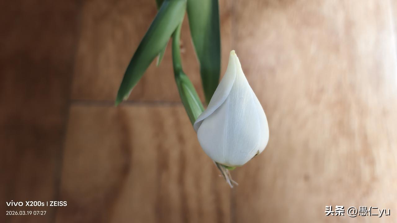 兰花，早晨还是花骨朵，中午就开了，还有特有的清香。尽管花期很短，但绽放有香！
兰