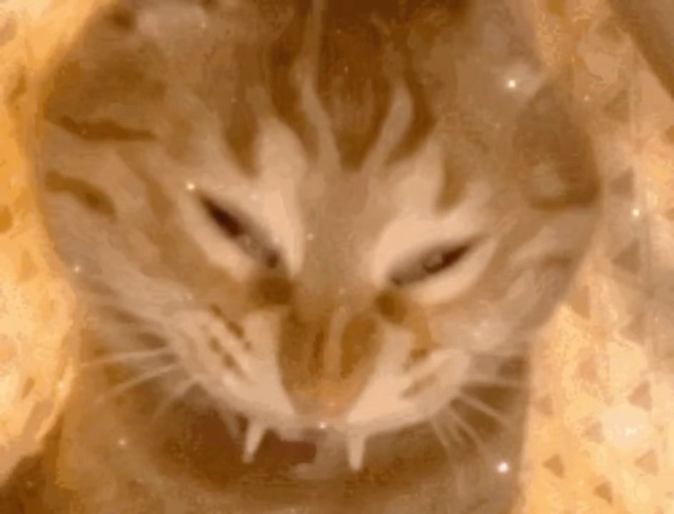 49024【丑猫】测宝你好不知道表情包可不可以投，但是这条眼睛猫蛇一直在我的表情