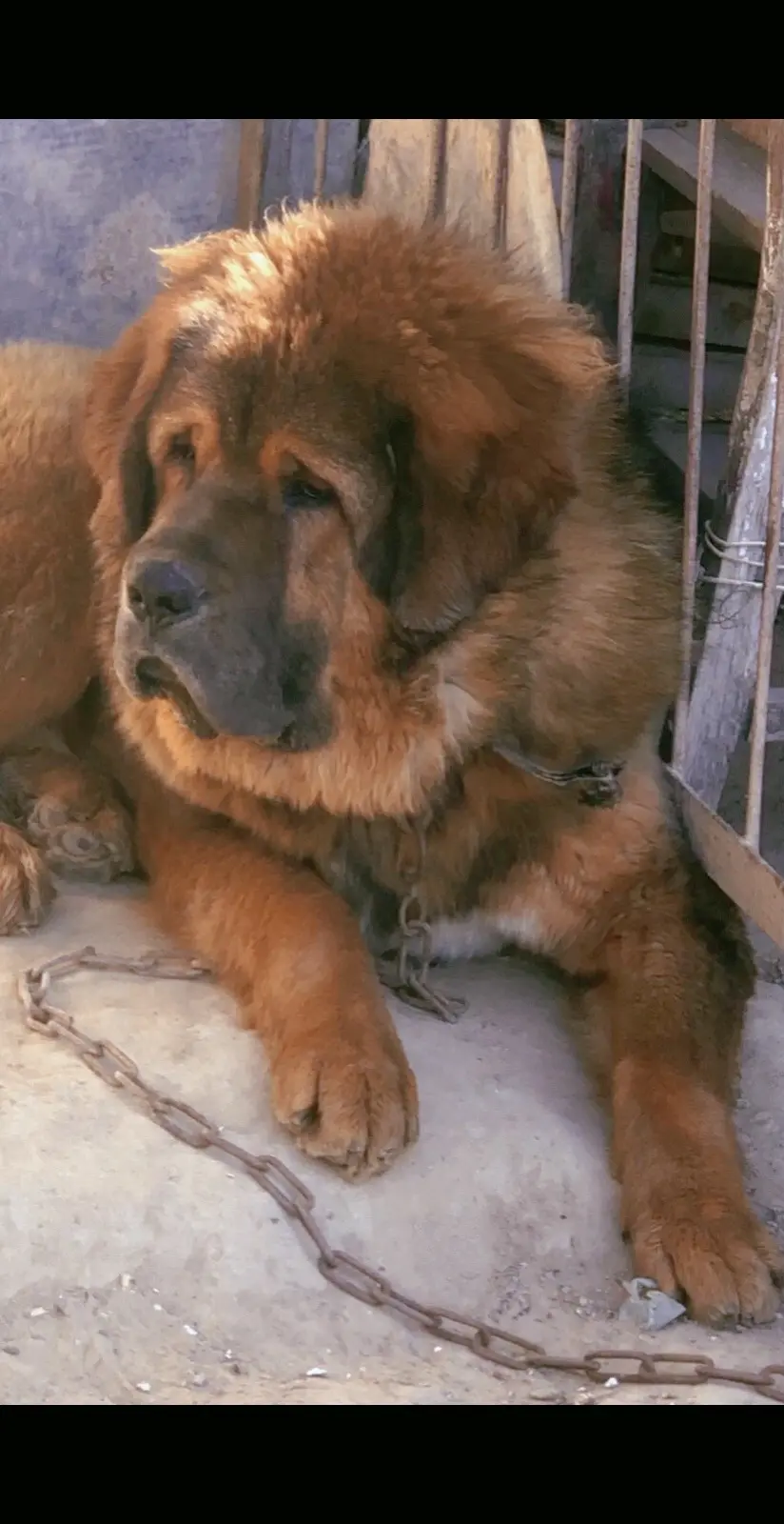 未来的超级种公獒