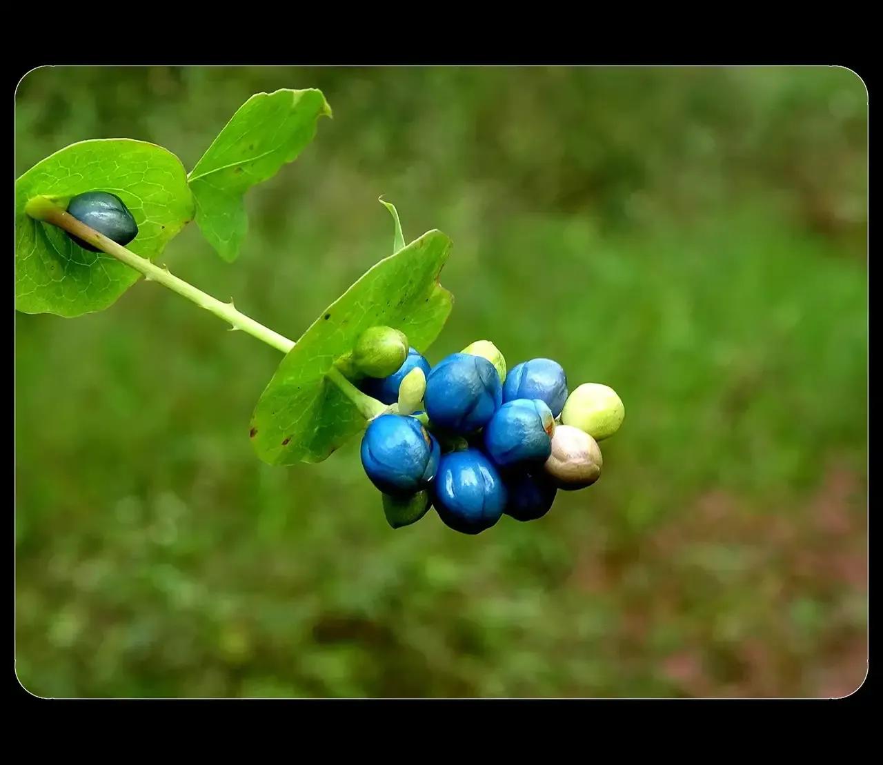 公交车上老年人逼年轻人让座，本来就少之又少。给老年人让座是常态。我就被让过，我也