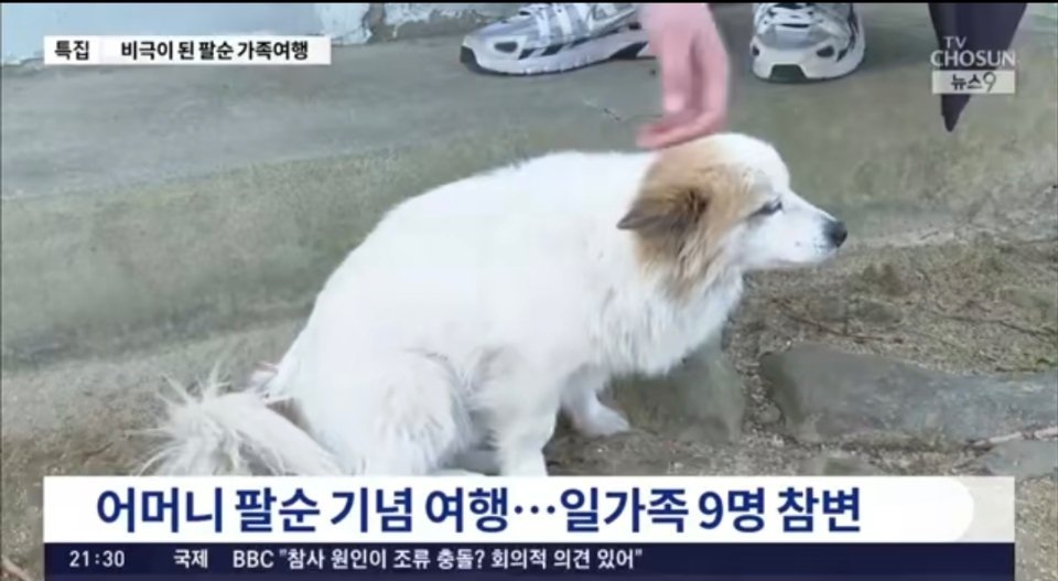 太惨了！一家9口不幸在空难中去世，而其小狗独自在家等待家人归来。令人心痛！ 