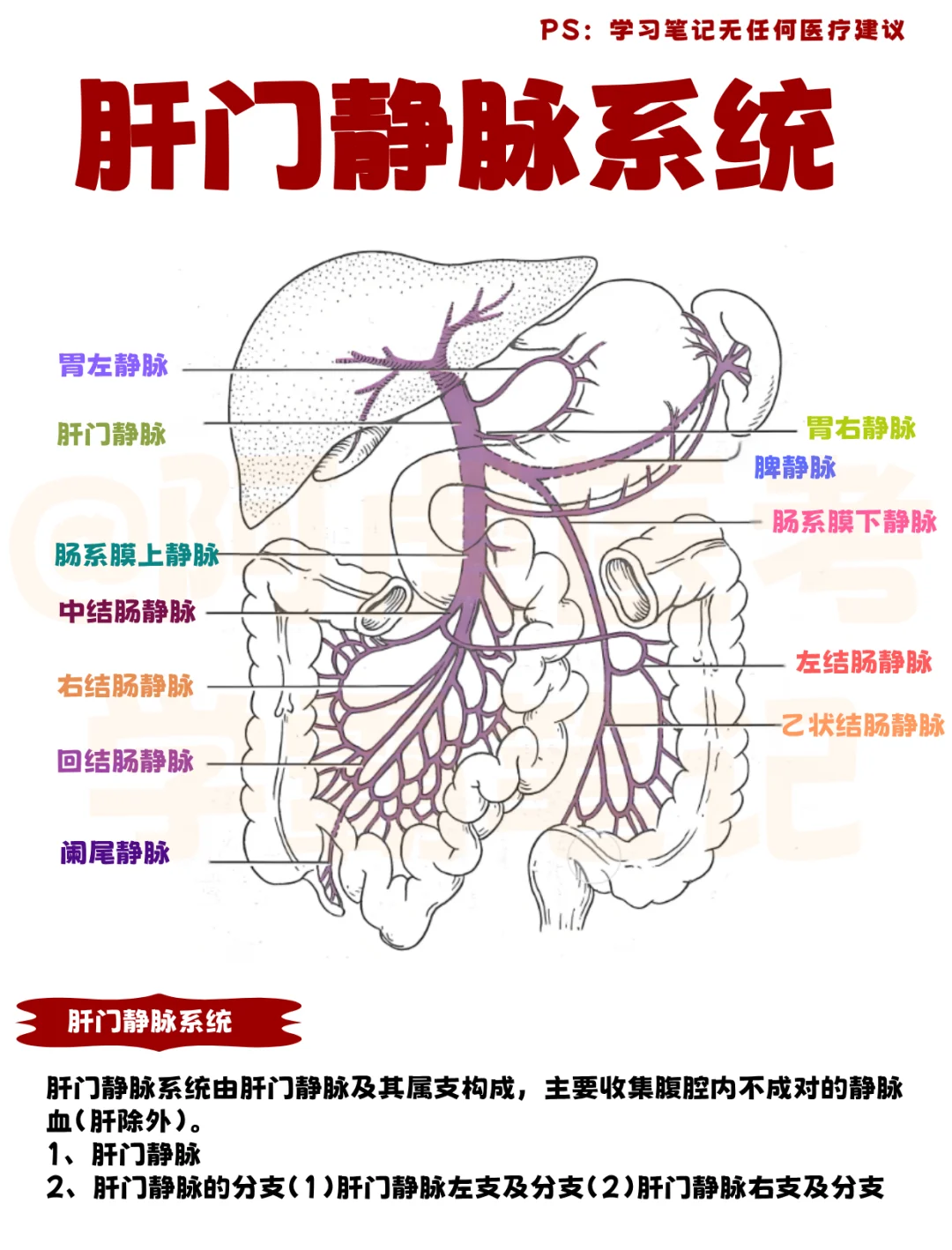 医学生笔记📒｜肝门静脉系统👆