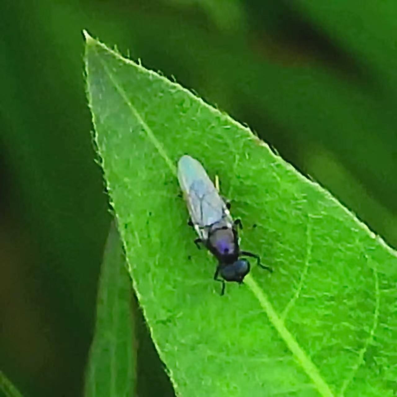 【昆虫观赏•一图一虫】丽额水虻，双翅目水虻科丽额水虻属昆虫，体长通常为‌15–2