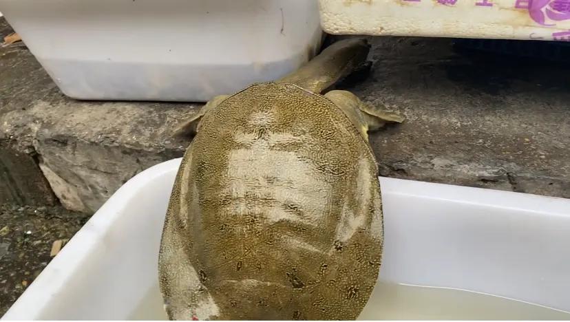 市场里看到这个东西，他们说是野生的，老板要400，目测有2到3斤，这可以卖买吧？