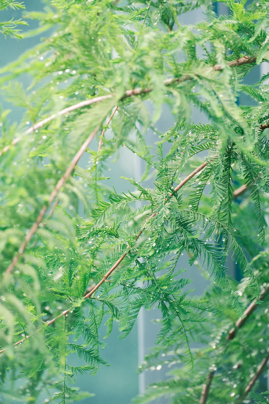 都说雨滴是珍珠