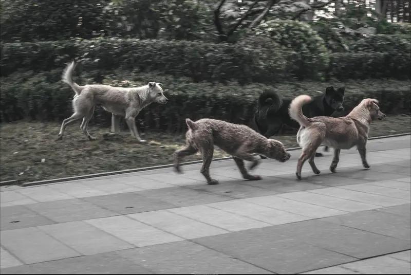 禁养犬既难以禁绝，也不会灭绝。相反，狗的数量日益增多，品种也愈发丰富，狗患问题也