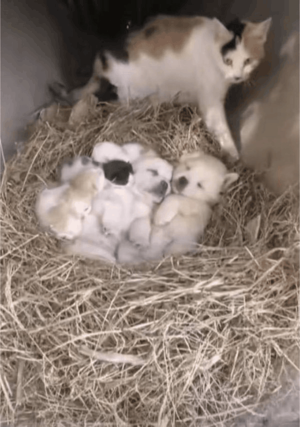 一只流浪猫在一个地下洞里生了一窝小猫咪，它把周围的干草叼回来做成窝，让小猫咪睡在