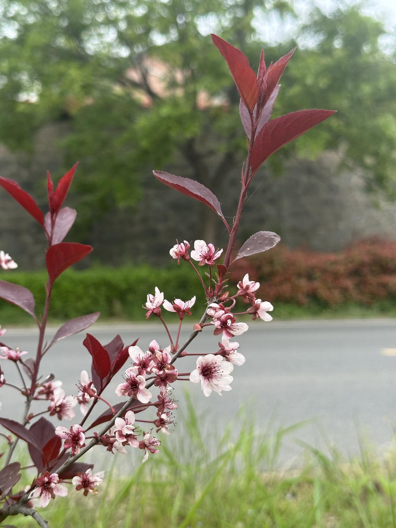 快看！春天来了，春天真的来了！