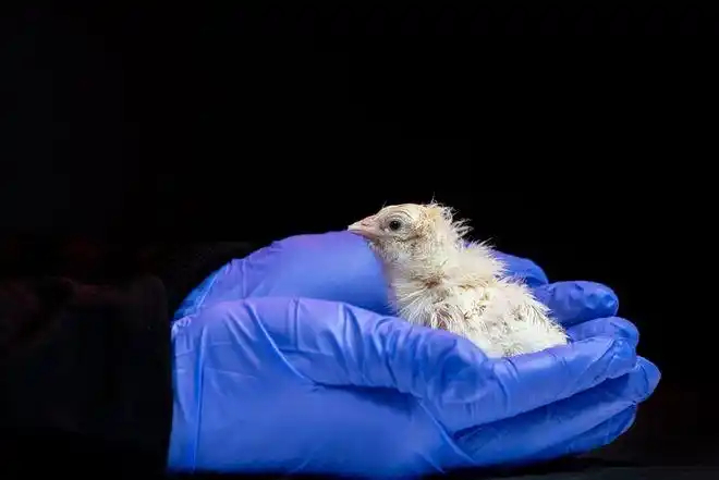 哈佛教授搞出逆天黑科技：3D打印人造蛋壳，真的孵出了活小鸡！🐣人造鸡蛋不仅能吃
