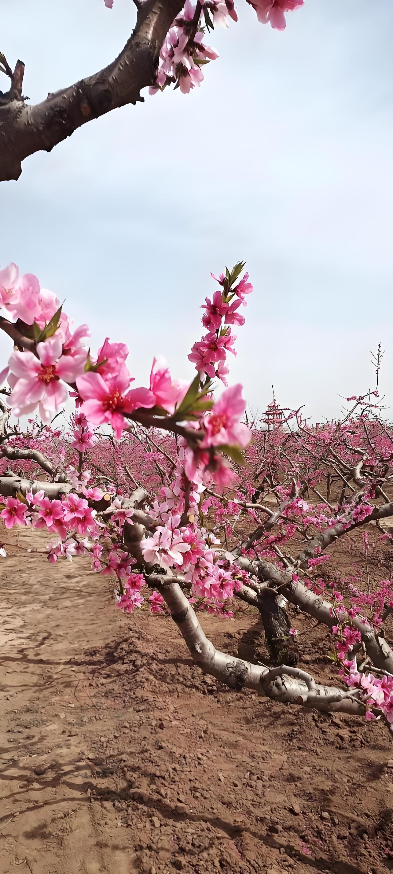 春日初照，桃树园内花香随风飘来，我用力耸动鼻孔，把这桃花香气，尽量多吸一点，储存