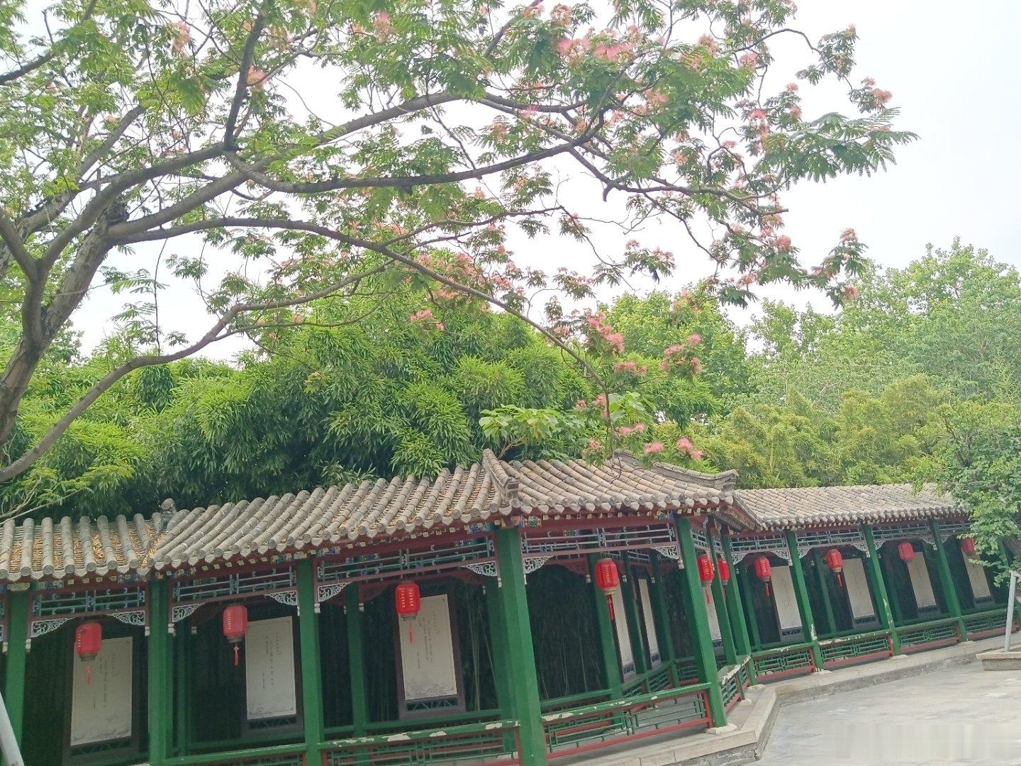 手机摄影 闲看风云静听花落花开 