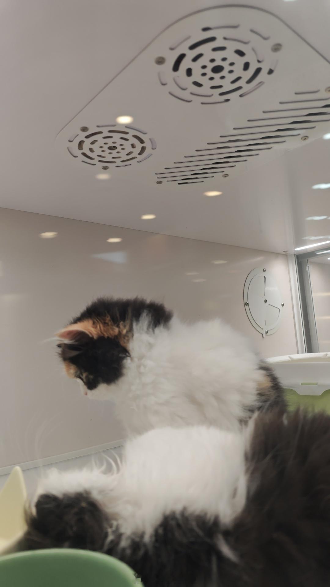 偶遇两只可爱的相互“切磋”的猫咪🐱 