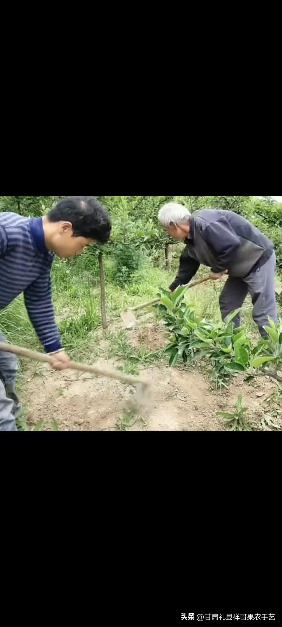 守着老家果园十年，踩过无数坑，今天把不藏私的种植经验全说透；照顾大大多年，我悟出