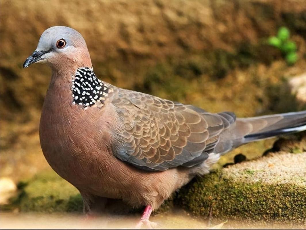 斑鸠真的是流氓？揭秘“鸠占鹊巢”千古冤案，喜鹊窝里到底住了谁
-
小区论坛里有人