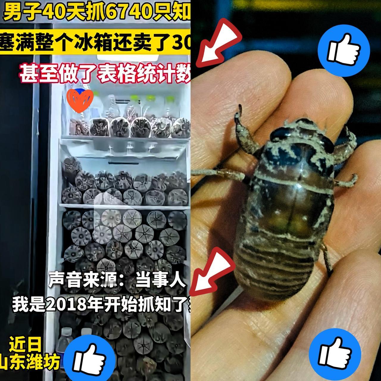 家人们谁懂啊！
山东潍坊这位大哥简直把“抓知了猴”玩成专业了！40天狂抓6000