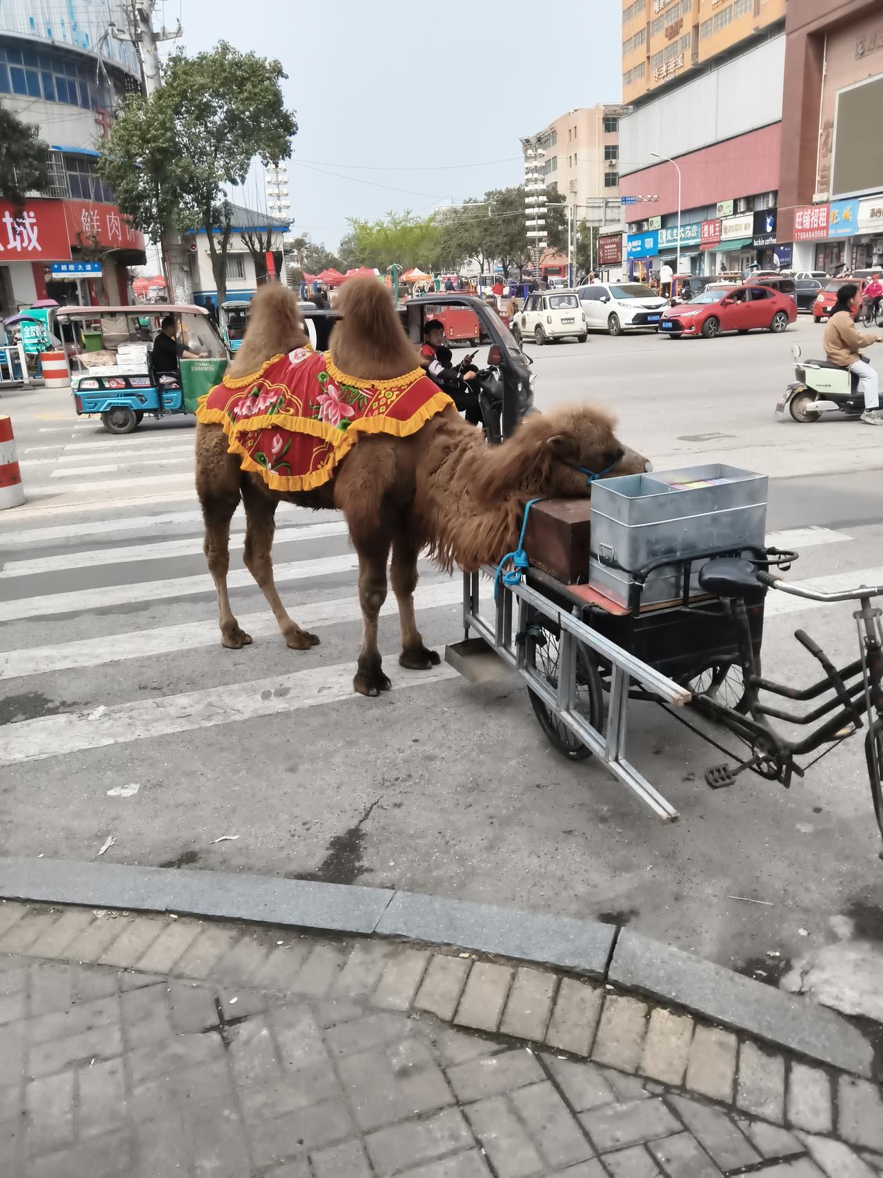 晒出你的本地生活昨天见到了一个骆驼。挺不容易的。现在喂骆驼的小斗车也进化的很不错