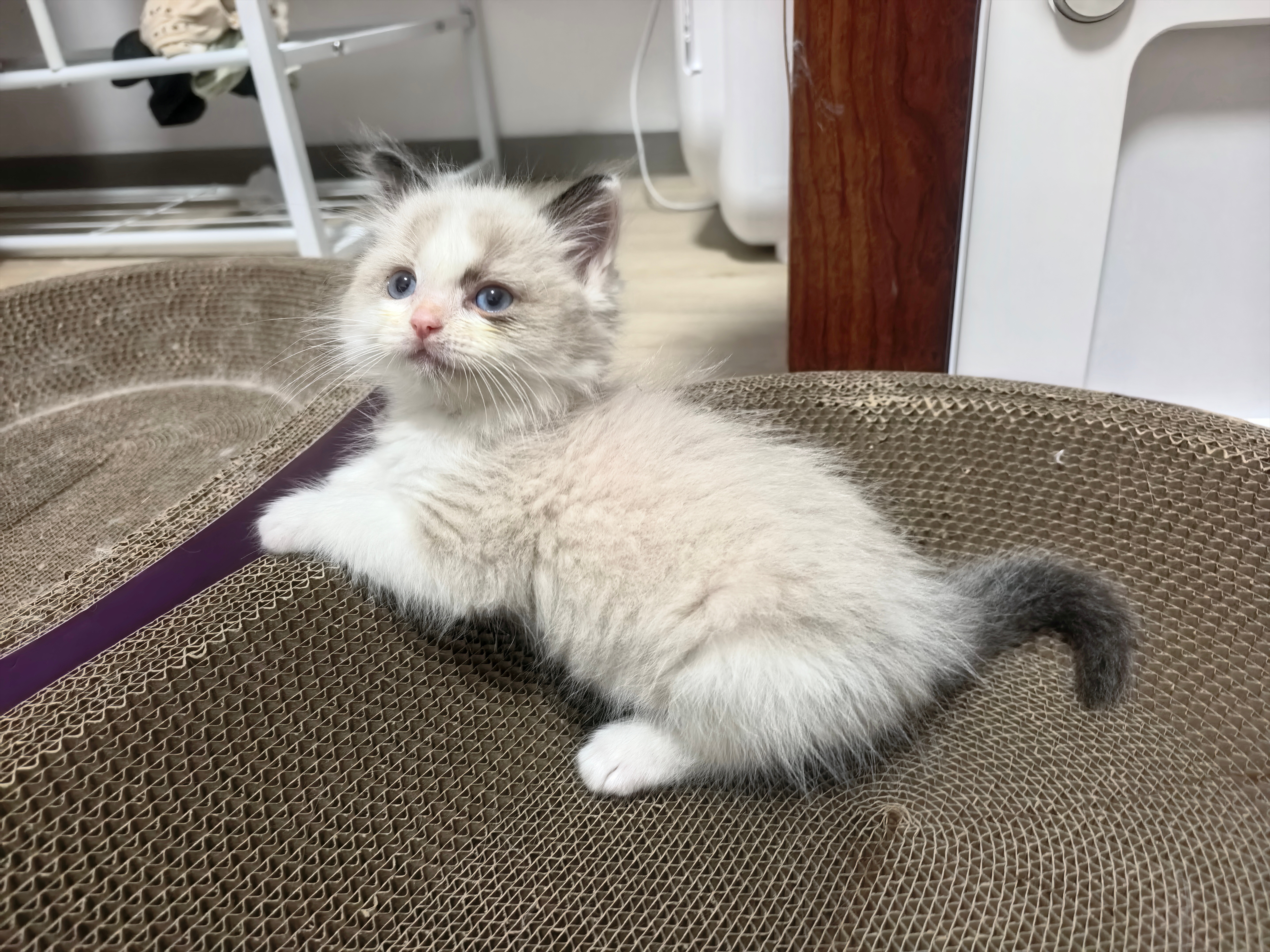 猫抓板知道你没有一口猫粮冻干罐罐猫条是白吃的 
