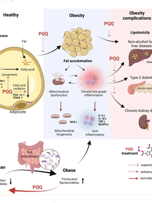 口服K衰的杀伤力在PQQ这体会到了！