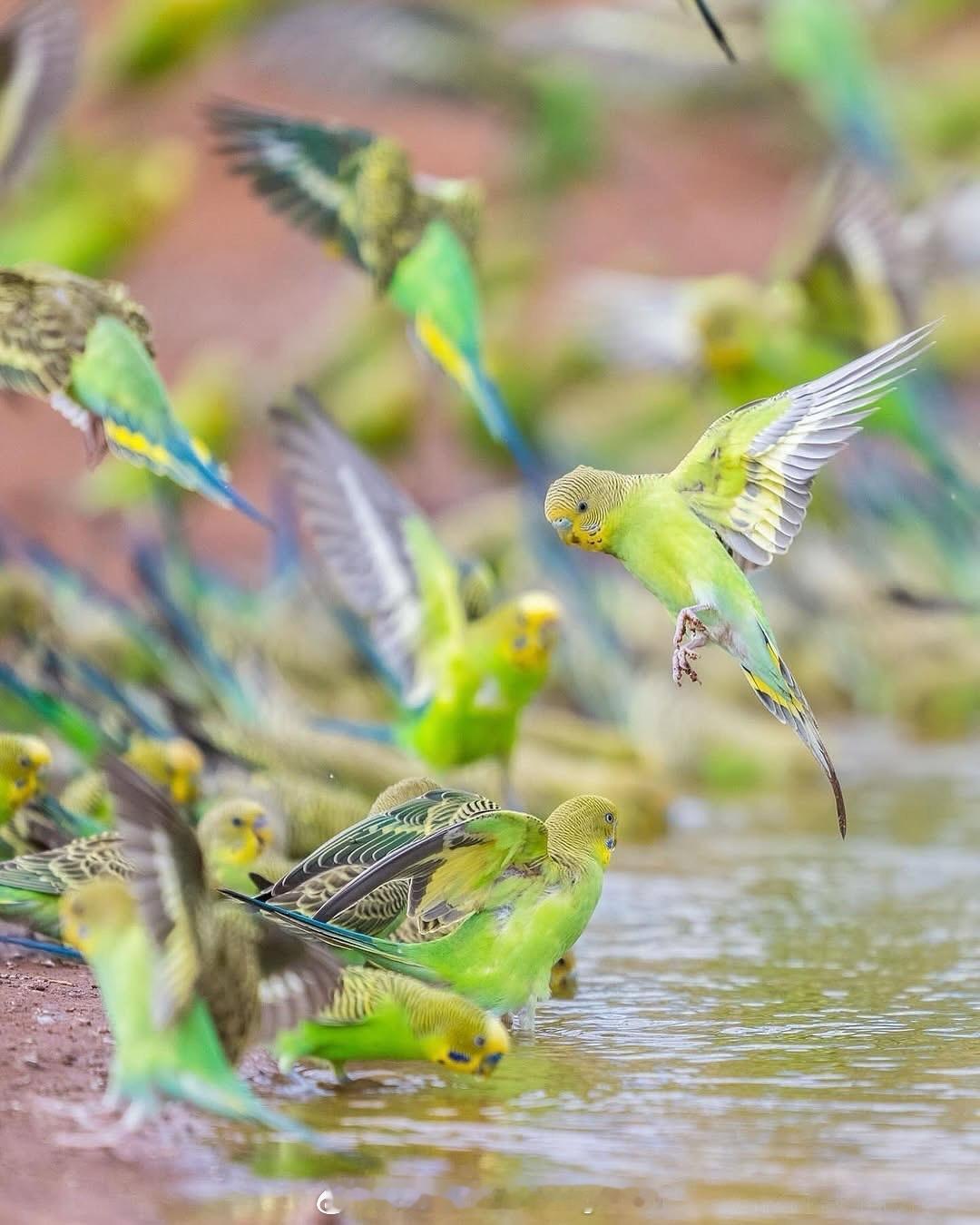 国外野生鹦鹉🦜扎堆，国内很多人买来养超贵！！！ 