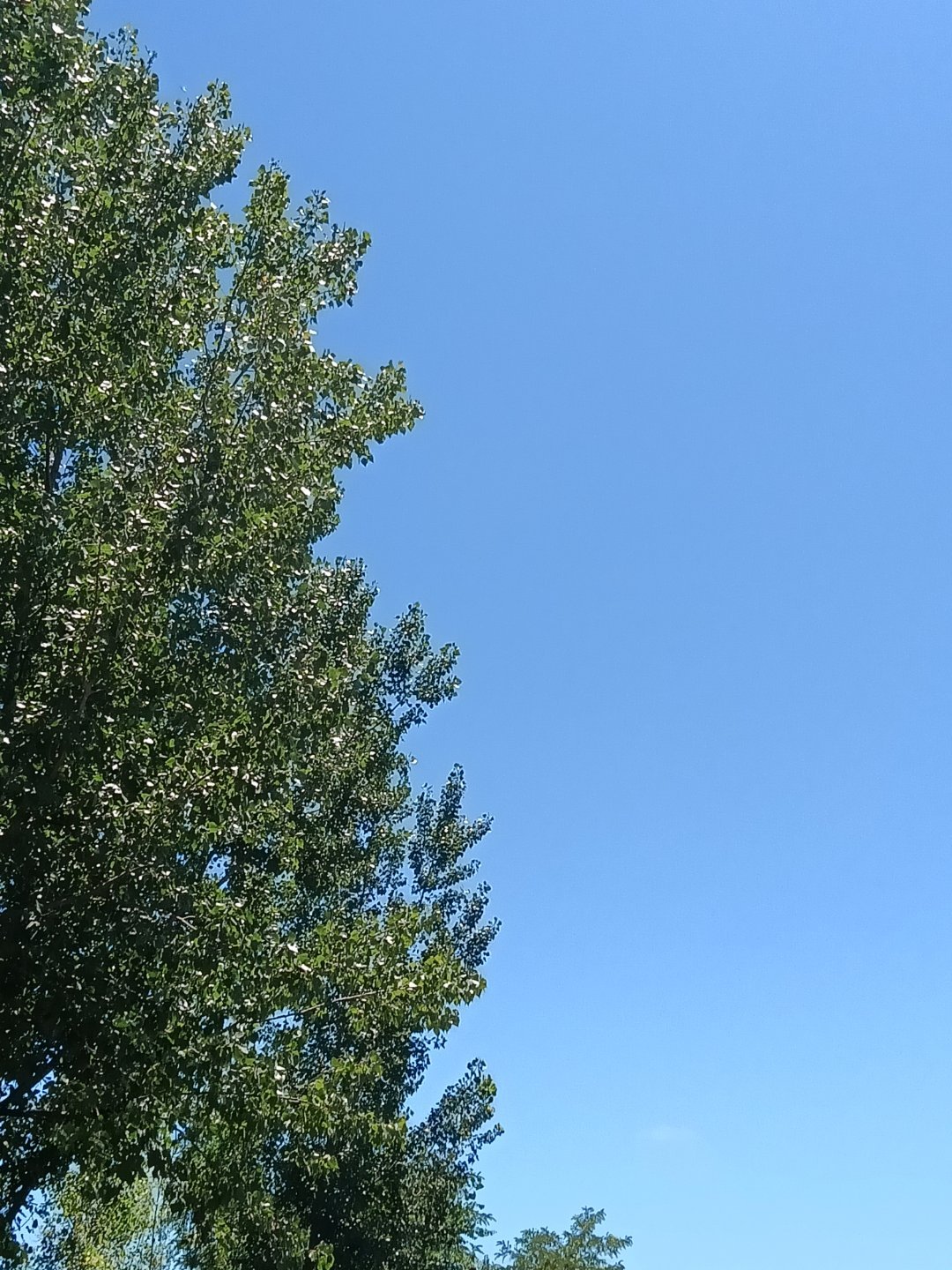 每日一善[超话] 善良是心底最柔软的光，无需声张，却自有力量。它藏在举手投足的关