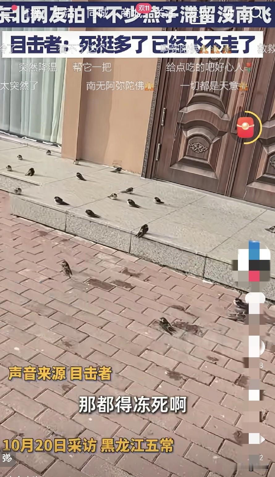 没想到今年北方急速降温，成了燕子的劫。
东北一小区居民说她家房前暖和一点，有一百