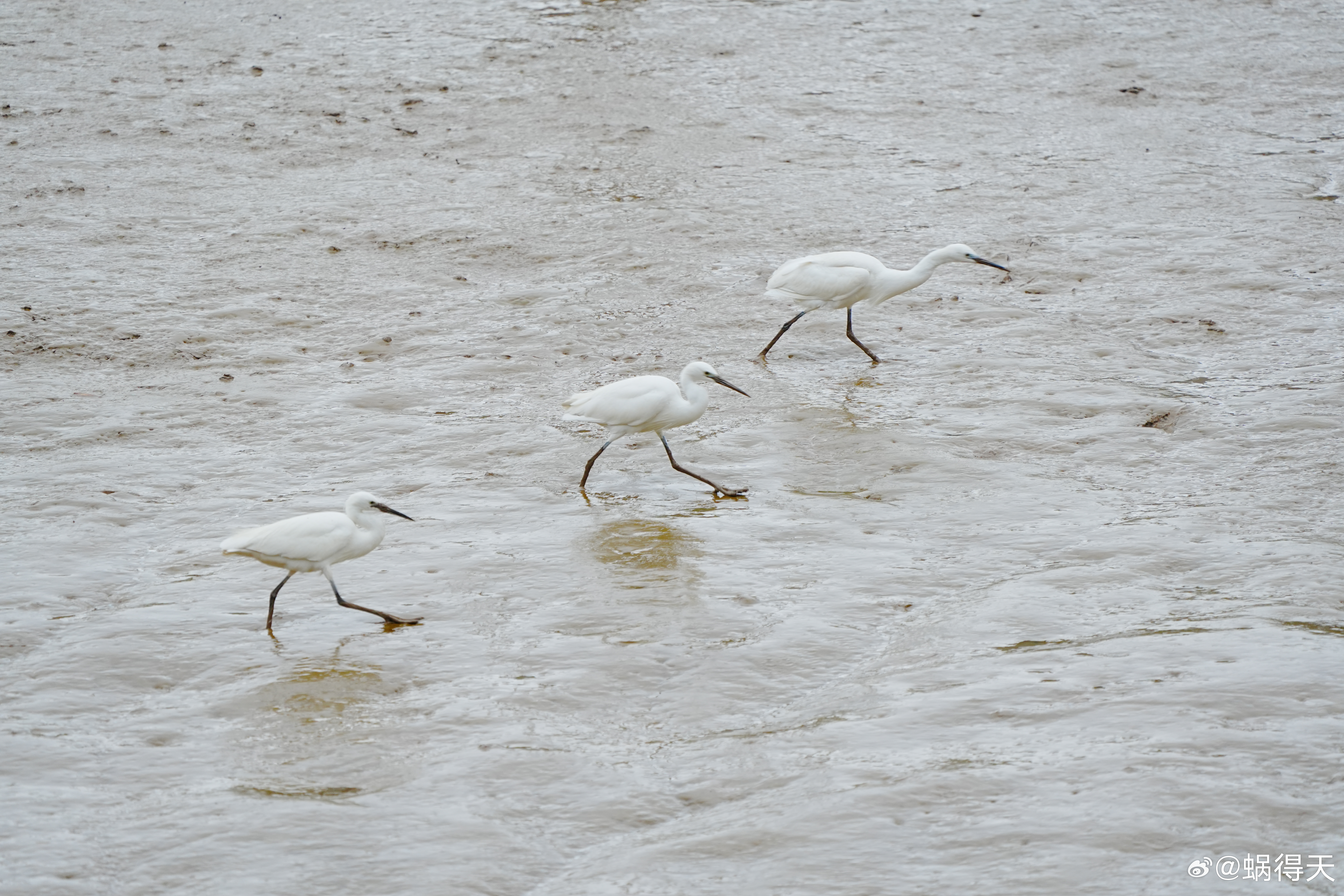 步调一致哈哈~蜗的摄影日记 白鹭