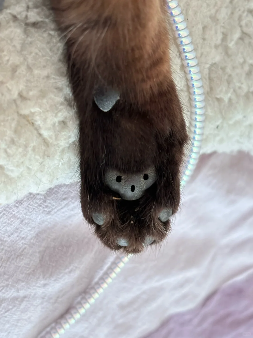 脏脏猫的脏脏脚呀