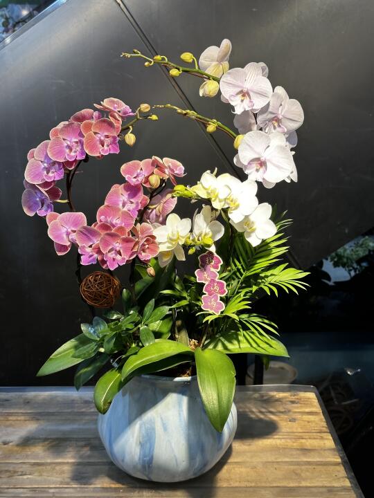 蝴蝶兰，好美的兰花🌺越快越喜欢💕