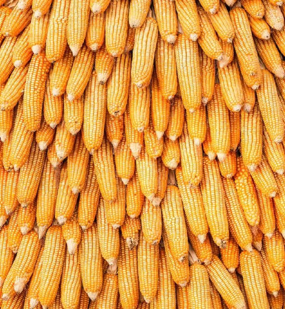 突然想说说🌽玉米，这个从美洲大陆传来的美味食物，什么玉米饼子，玉米糊糊，甭提多