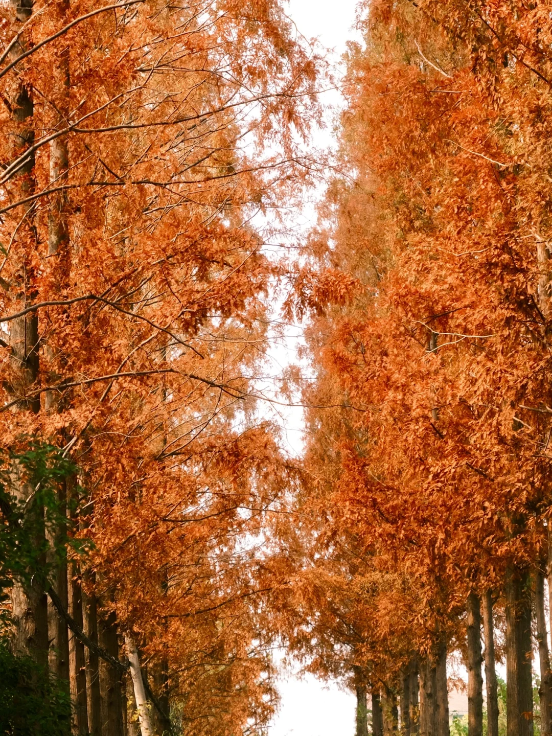 “去感受自由的山野”🍂