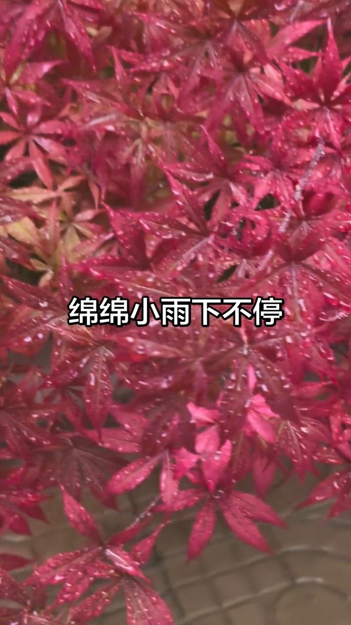 绵绵小雨下不停。