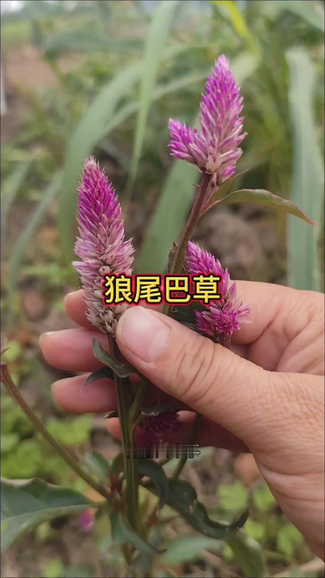 野外不起眼的杂草，是眼睛天然朋友？🌿野外看到这种不起眼的草别错过！它就是很少有