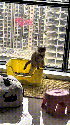 哈哈哈哈俺快被这憨猫，笑到把饭喷出来了[呲牙]
这哪是上厕所，纯纯过来打卡拍照的
