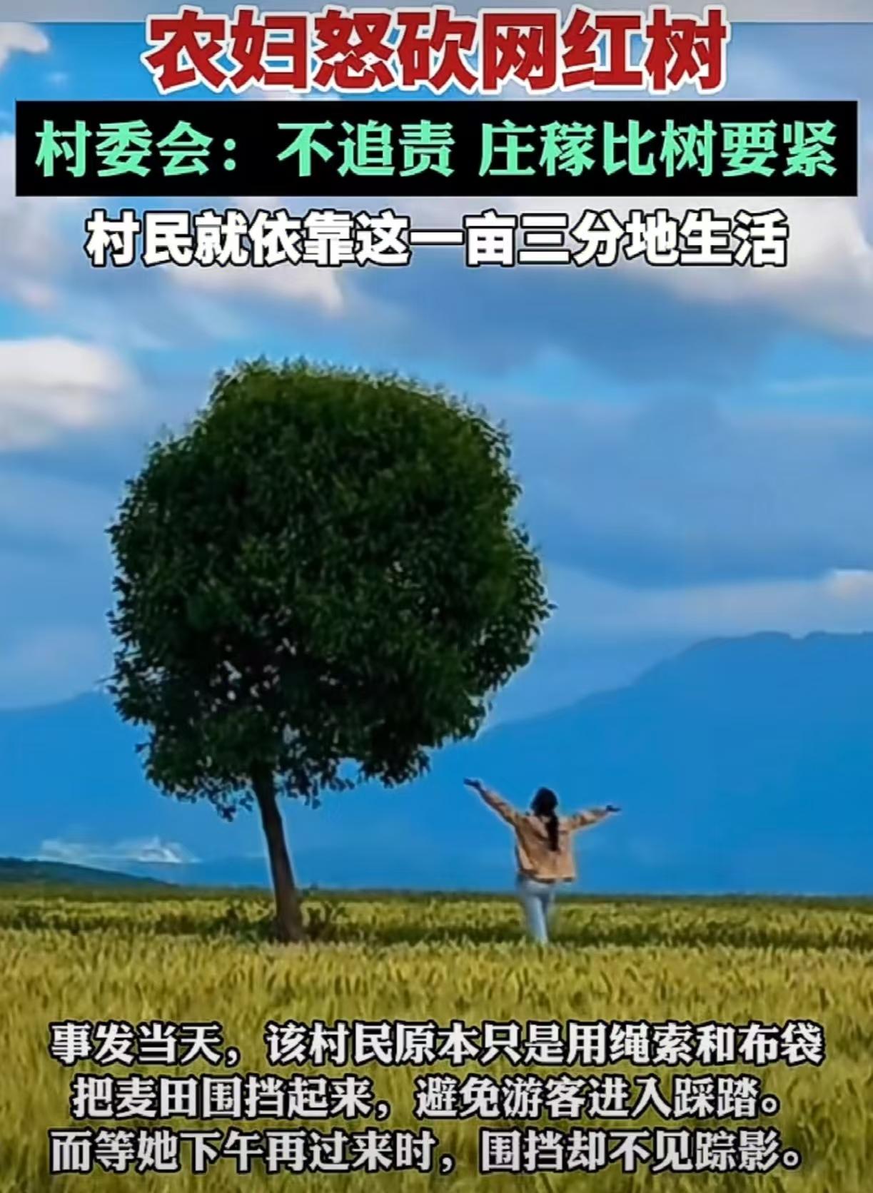 农妇怒砍网红树！是对，还是错？

陕西西安长安区魏寨街白庙村，一棵树孤零零矗立在