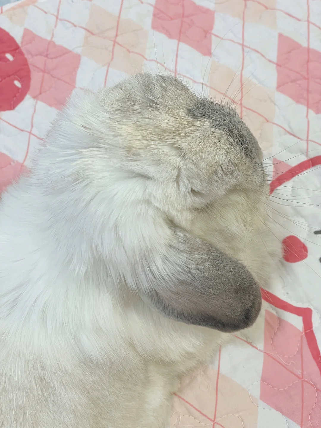 伸jiojio的胖胖悠🥰