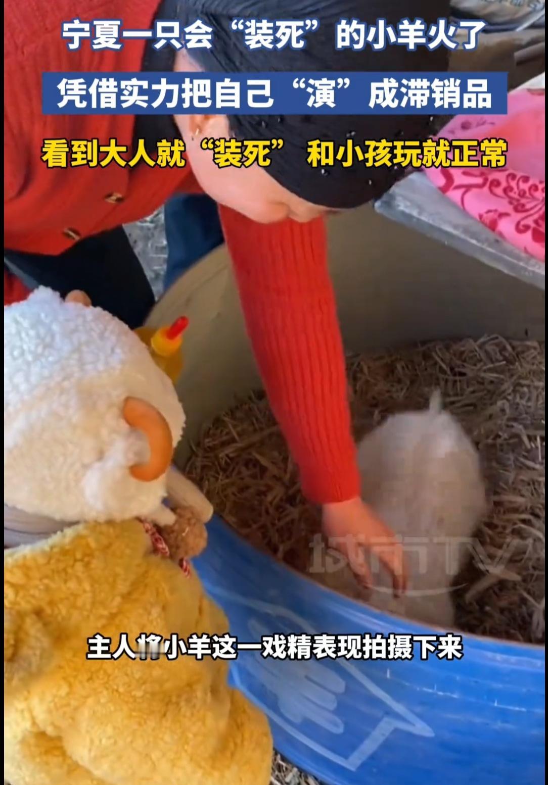 “戏精羊肉串”的自我修养：本是待宰羔羊，偏要C位出道
1月13日消息，近日，宁夏