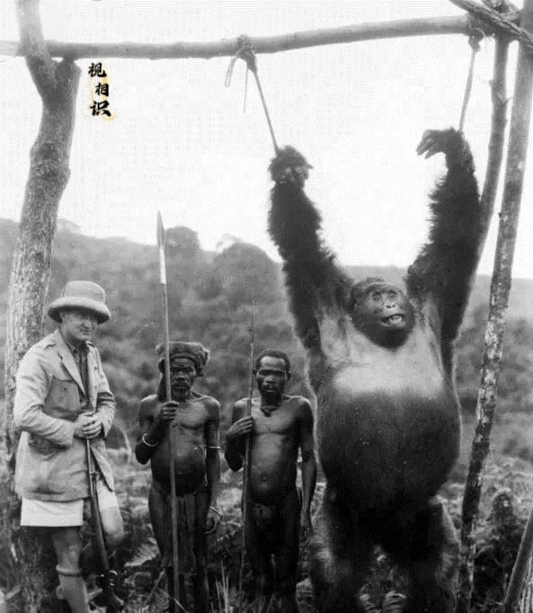 1930年，非洲刚果，一名比利时殖民者和两名土著捕获一只大猩猩后，将其吊起来拍照...